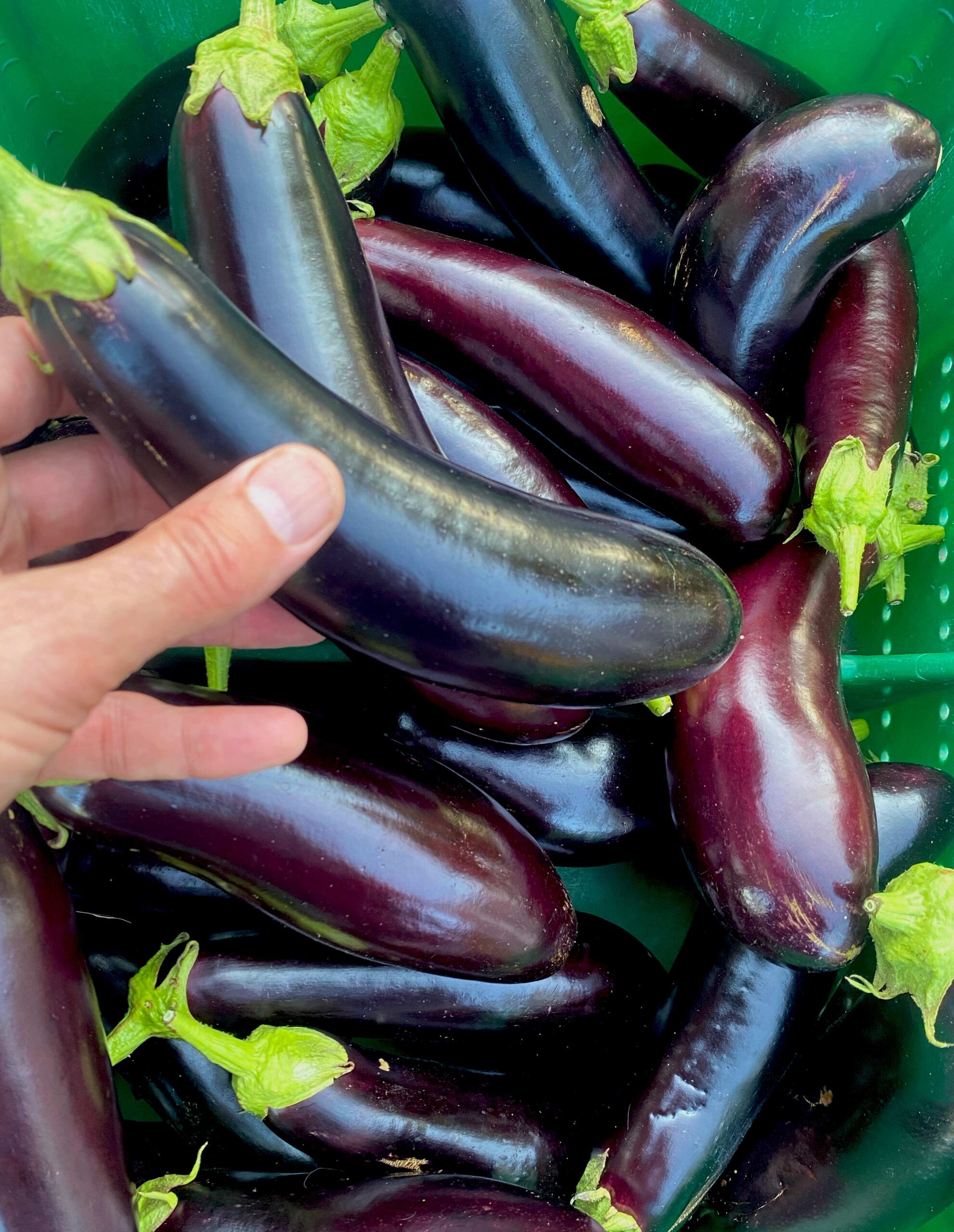 aubergine Astrakom bio