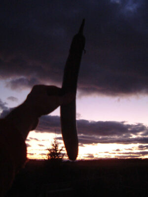 aubergine Ping Tung Long bio