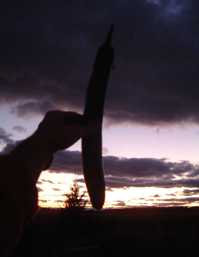 aubergine Ping Tung Long bio