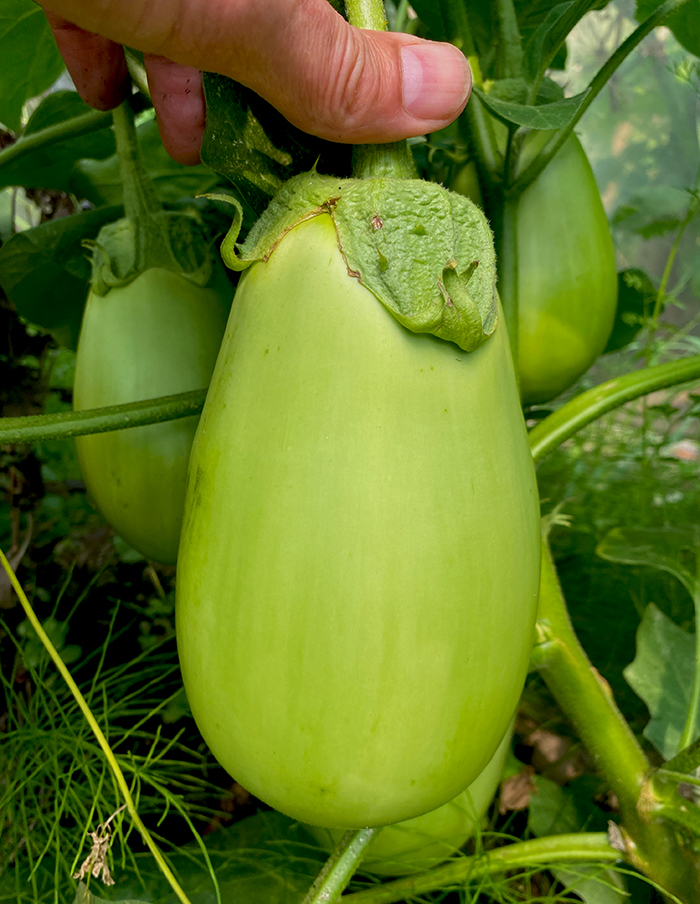 aubergine Shiromaru bio – Image 2