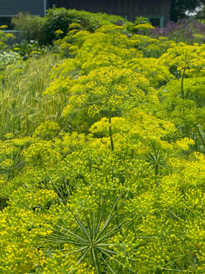 garden dill Bouquet bio