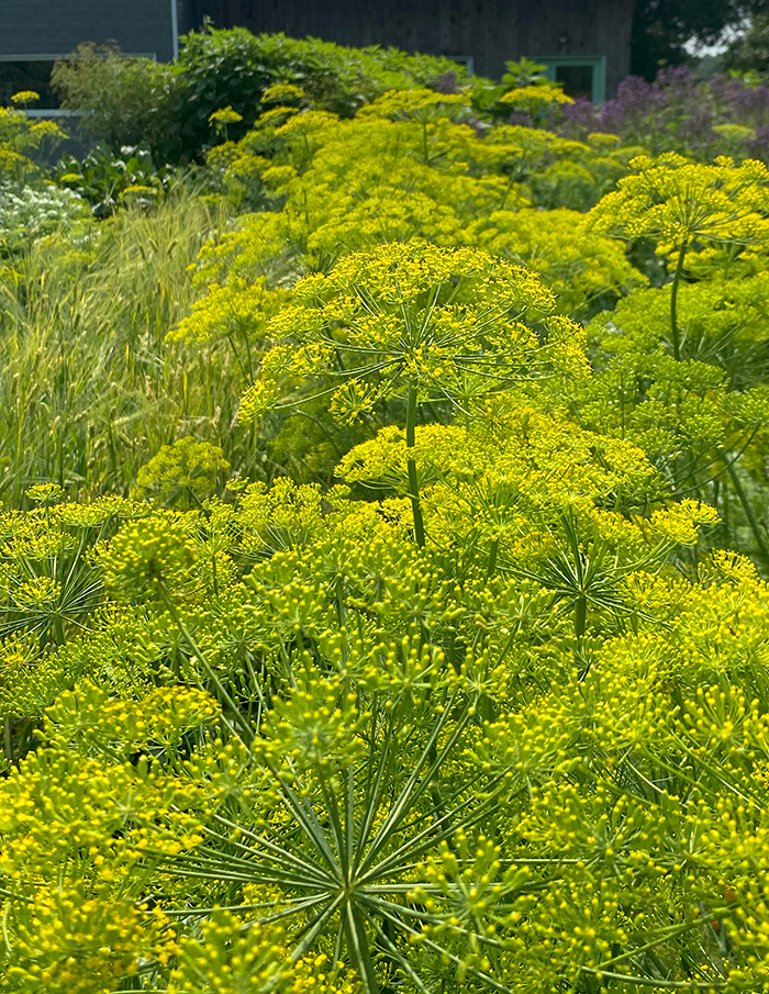 kit Balcon aromatique - Image 6