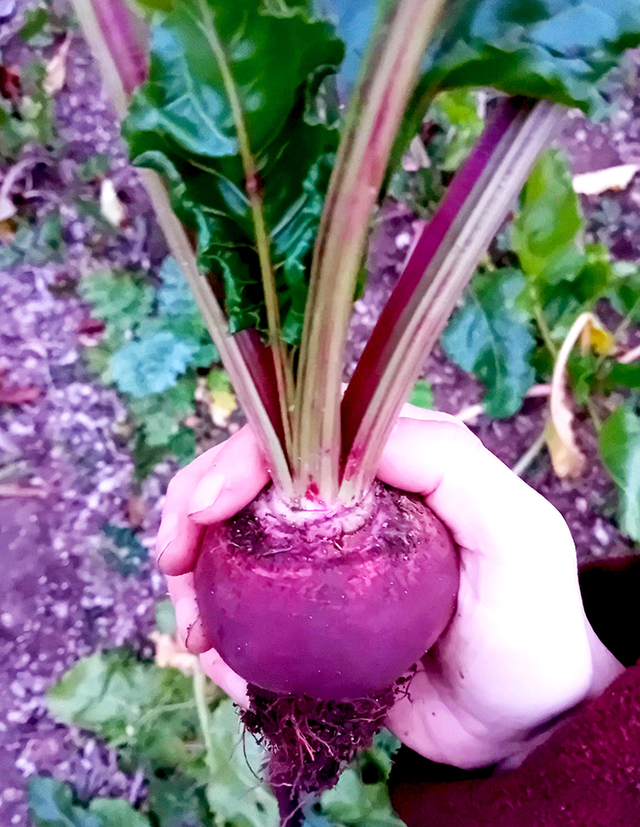 betterave Lutz - de retour! -