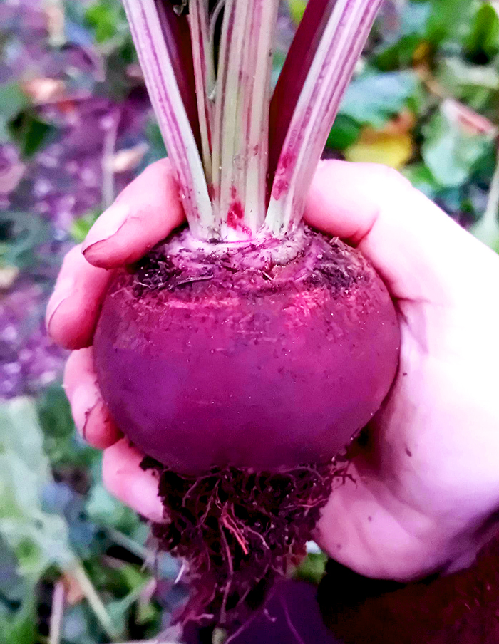 betterave Lutz - de retour! - - Image 2