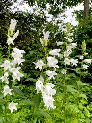 campanule à larges feuilles bio