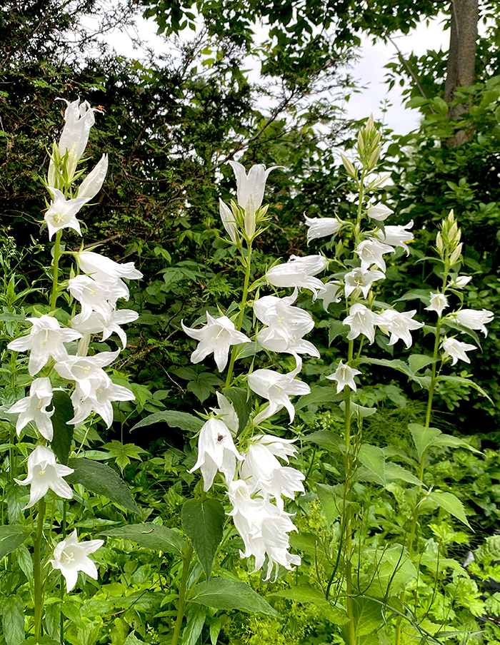 campanule à larges feuilles bio