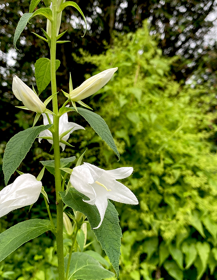 campanule à larges feuilles bio – Image 2