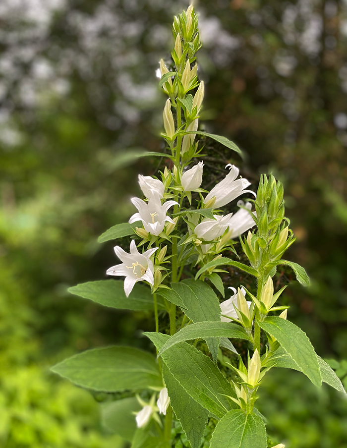 campanule à larges feuilles bio – Image 3