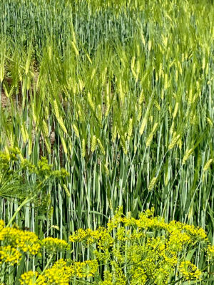 orge Tibetan Hulless bio