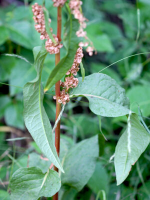 oseille-épinard bio