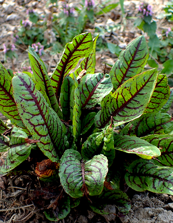 oseille sanguine bio – Image 2