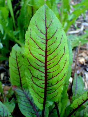 oseille sanguine bio