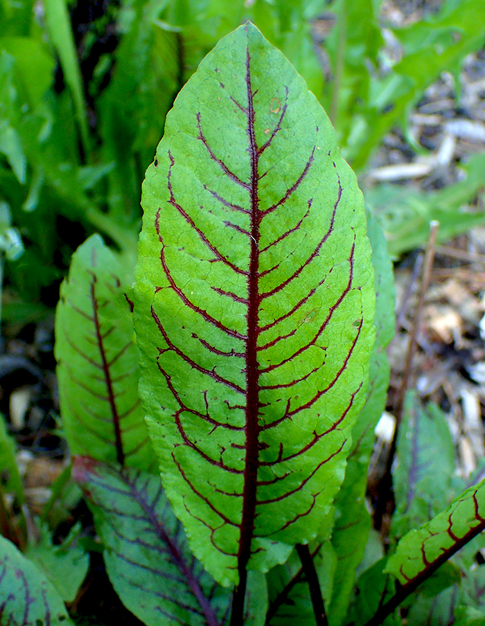 oseille sanguine bio