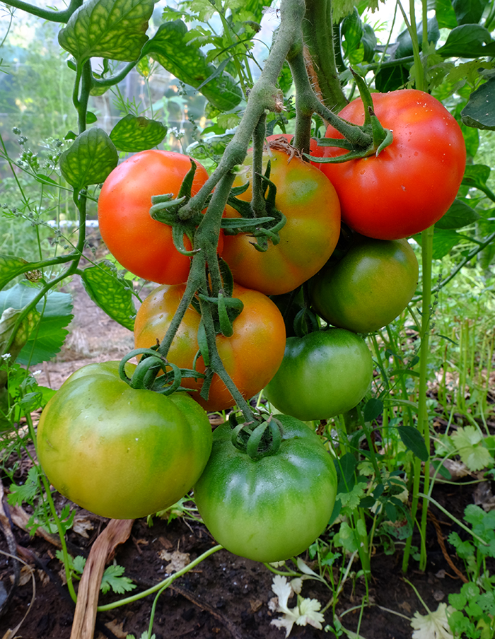 tomate D’Iberville bio – Image 5