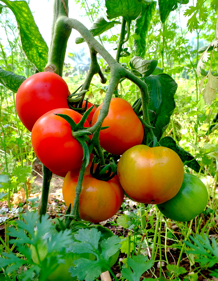 tomate D’Iberville bio – Image 3