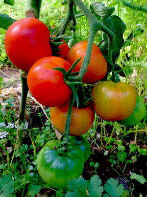 tomate D’Iberville bio