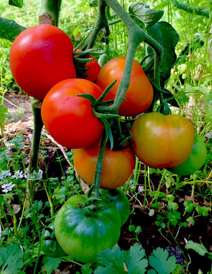 tomate D’Iberville bio