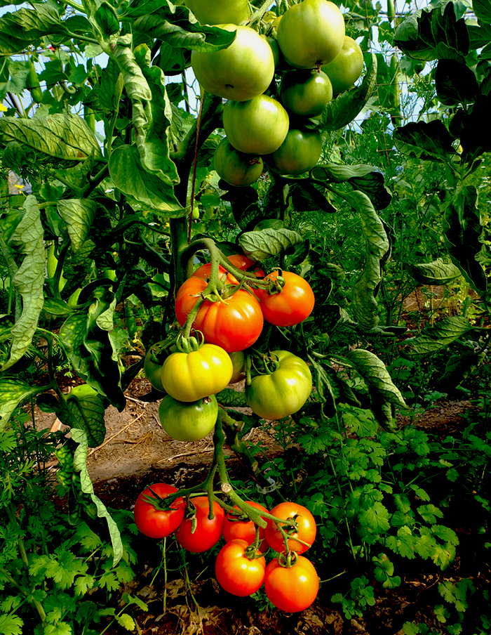 tomate D’Iberville bio – Image 4