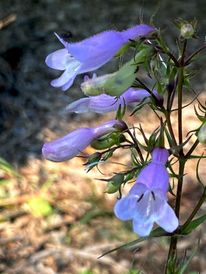penstemon