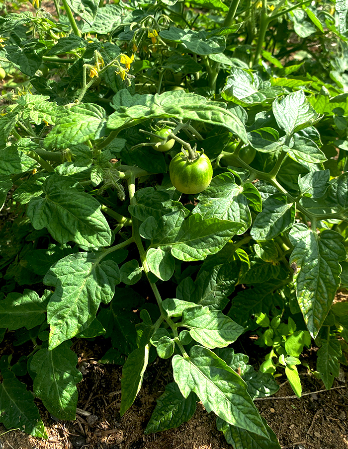 tomate Joyau d'Idaho bio – Image 3