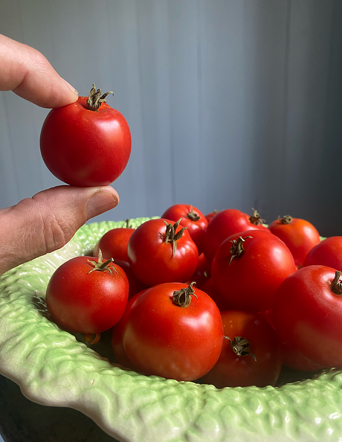 tomate Joyau d'Idaho bio – Image 2