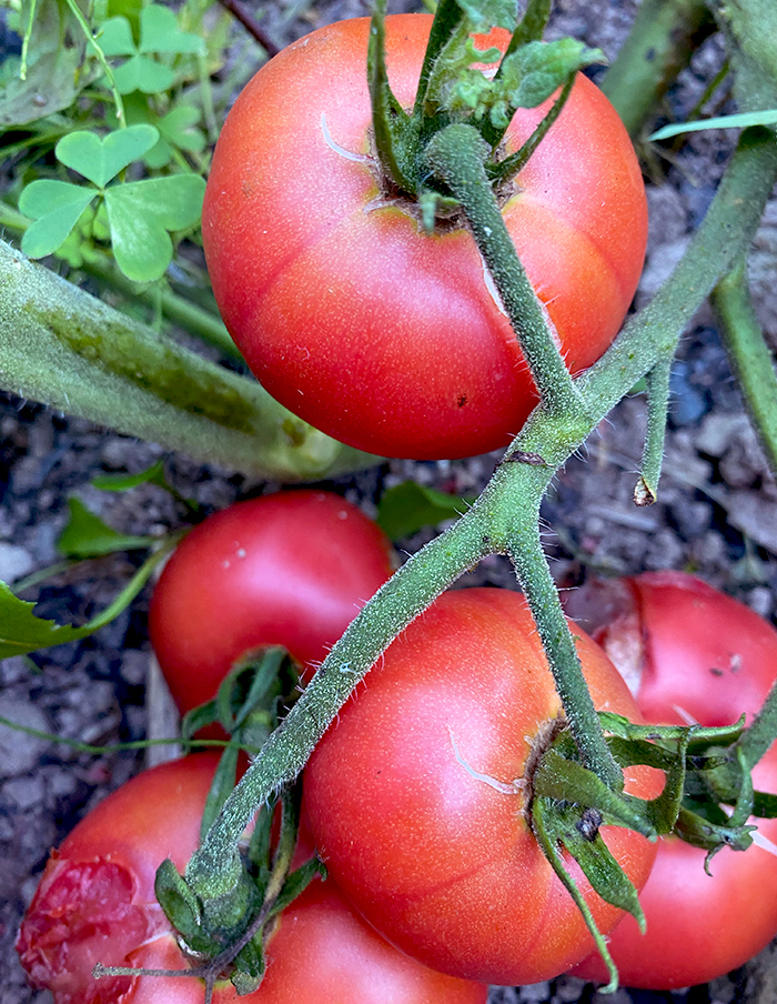tomate Rose de Berne bio – Image 2