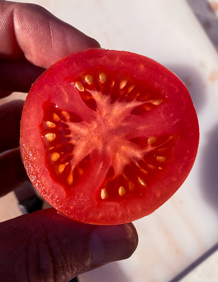 tomate Rose de Berne bio – Image 3