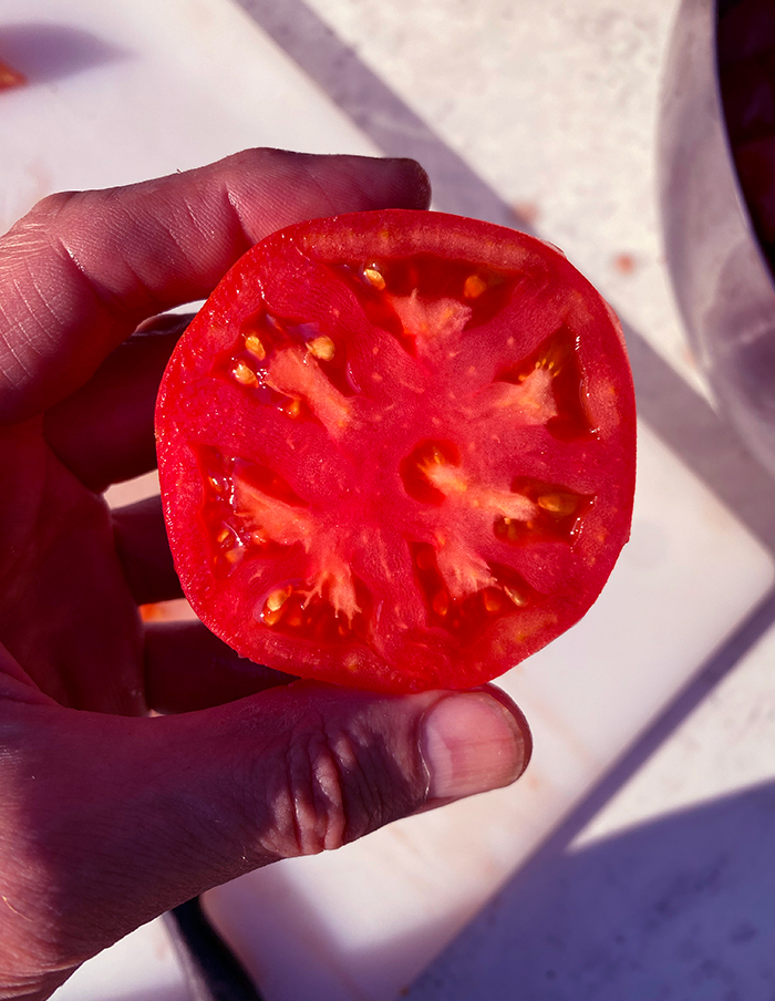 tomate Rose de Berne bio – Image 4