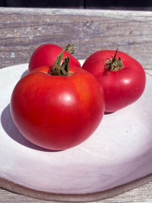 tomate Rose de Berne bio