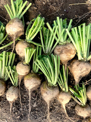 betterave Albina Vereduna bio