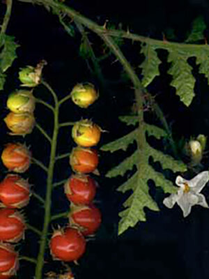 morelle de Balbis bio